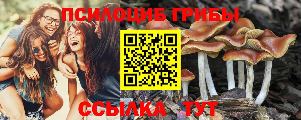 Галлюциногенные грибы Psilocybe Ликино-Дулёво